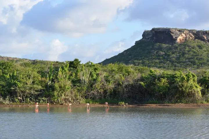 Five wild flamingos feeding in the shallow water of a salt lake, with green scrub and a flat-topped hill behind
