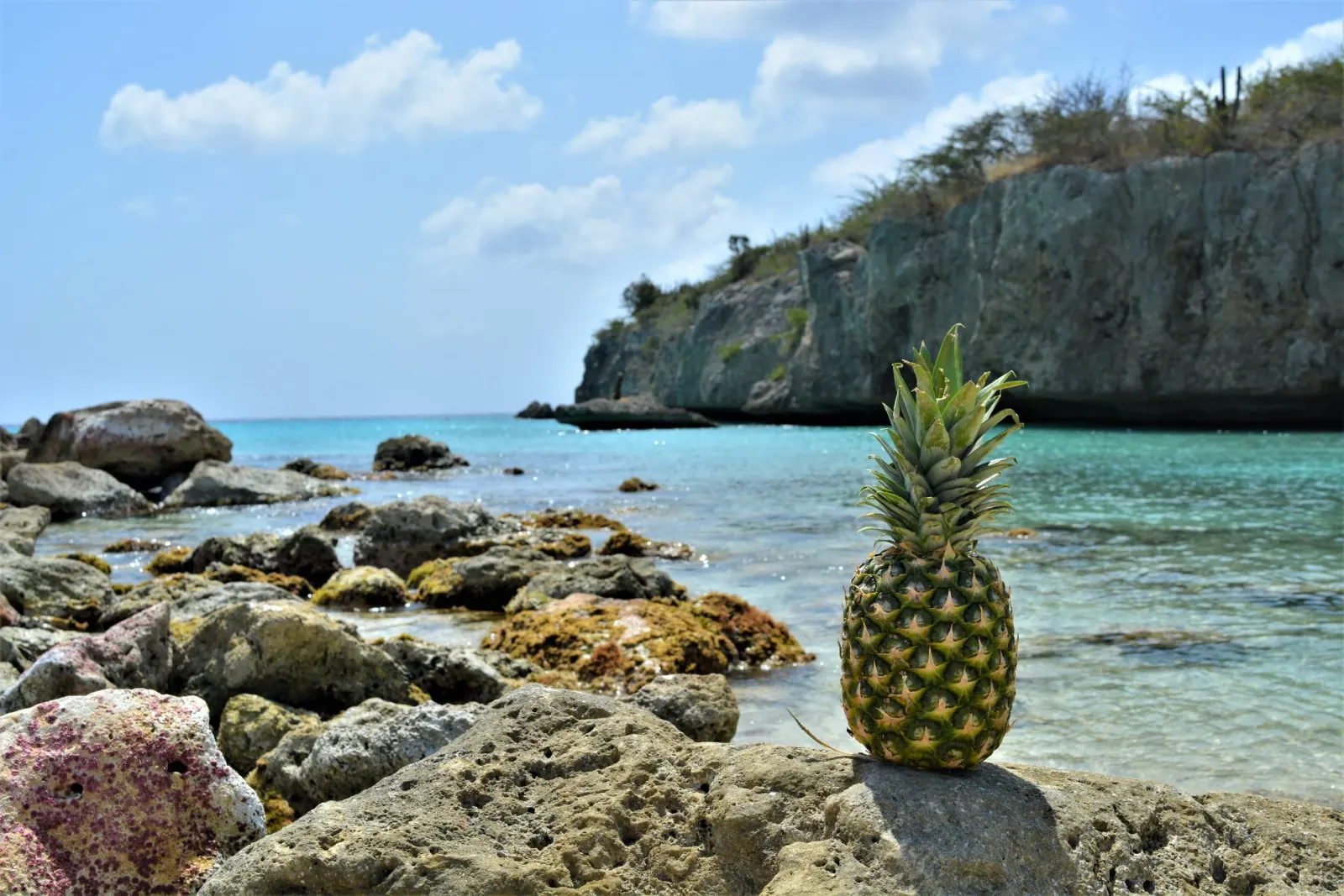 A pineapple standing on the rocks at the edge of a turquoise bay on Curaçao, with a limestone cliff behind